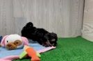 Maltipoo Pup Being Cute