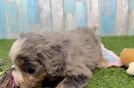 Meet Darius - our Mini Bernedoodle Puppy Video