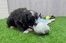 Best Mini Bernedoodle Baby