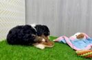 Sweet Mini Bernedoodle Baby