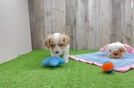 Friendly Cavachon Baby