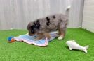 Cute Mini Bernedoodle Baby