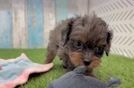 Cavapoo Pup Being Cute