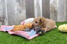 Popular Maltipoo Poodle Mix Pup