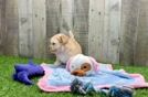 Petite Maltipoo Poodle Mix Pup
