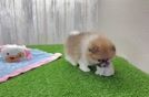 Energetic Pom Purebred Puppy