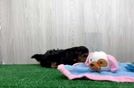 Friendly Yorkie Poo Baby