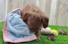 Mini Irish Doodle Puppy for Adoption