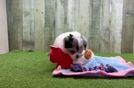 Meet Amy - our Maltipom Puppy Video