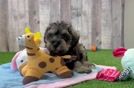 Meet Beck - our Mini Schnoodle Puppy Video