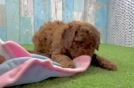 Mini Goldendoodle Puppy for Adoption