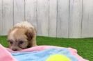 Havanese Puppy for Adoption