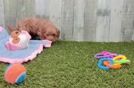 Meet Tiara - our Cavapoo Puppy Video