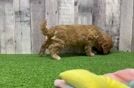 Small Cavapoo Baby