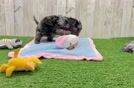 Meet Yara - our Cavapoo Puppy Video