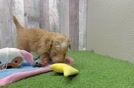 Funny Havapoo Poodle Mix Pup