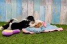 Meet Rhonda - our Cavachon Puppy Video