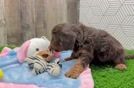 Cavapoo Puppy for Adoption