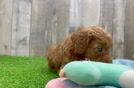 Smart Cavapoo Poodle Mix Pup