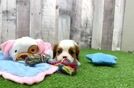 Meet Trista - our Cavalier King Charles Spaniel Puppy Video