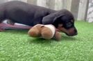 Cute Dachshund Purebred Pup