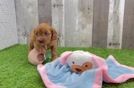 Cavapoo Pup Being Cute