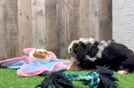 Happy Mini Bernedoodle Baby