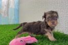 Yorkie Poo Puppy for Adoption