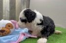 Little Mini Berniedoodle Poodle Mix Puppy