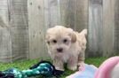 Best Maltipoo Baby