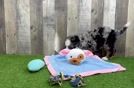 Mini Bernedoodle Pup Being Cute