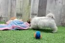Teddy Bear Puppy for Adoption