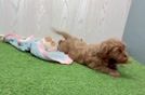 Mini Goldendoodle Puppy for Adoption