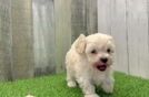 Maltipoo Pup Being Cute