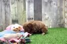 Meet Kenobi - our Cavapoo Puppy Video