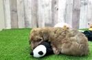 Poochon Pup Being Cute