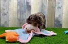 Cute Cocker Spaniel Baby