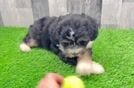 Cute Aussiepoo Poodle Mix Puppy