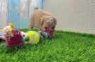 Maltipoo Pup Being Cute