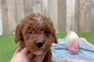 Mini Irish Doodle Puppy for Adoption