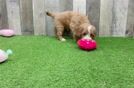 Cavapoo Puppy for Adoption