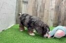 Cute Mini Bernedoodle Baby