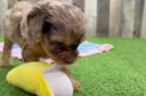 Cavapoo Puppy for Adoption