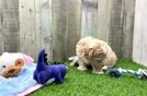 Happy Maltipoo Baby