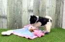 Maltipoo Puppy for Adoption