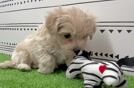 Best Maltipoo Baby