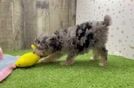 Energetic Pooodle Purebred Puppy