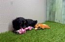 Little Aussiepoo Poodle Mix Puppy