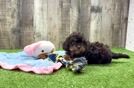 Meet Cecee - our Cavapoo Puppy Video