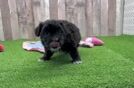 Maltipoo Pup Being Cute